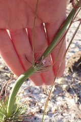 Stylidium araeophyllum