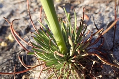 Stylidium araeophyllum