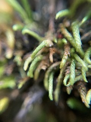 Pseudoleskeopsis imbricata