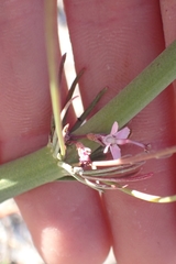 Stylidium araeophyllum