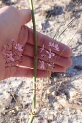 Stylidium araeophyllum