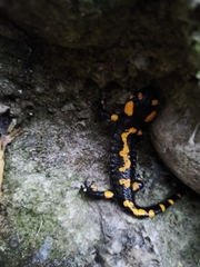 Salamandra salamandra salamandra