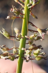 Stylidium araeophyllum