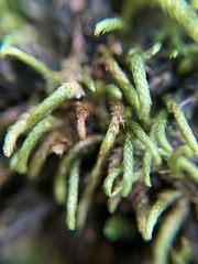 Pseudoleskeopsis imbricata