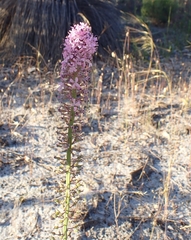 Stylidium araeophyllum