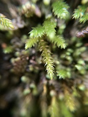 Pseudoleskeopsis imbricata