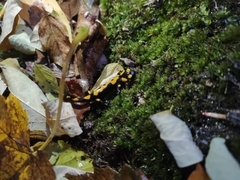 Salamandra salamandra salamandra