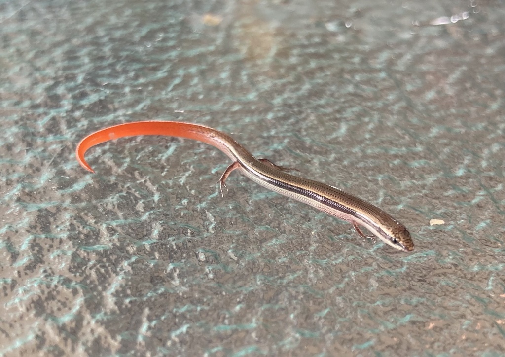 Mcivor River Slider