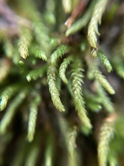 Pseudoleskeopsis imbricata