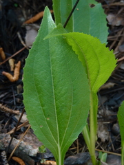 Echinacea laevigata
