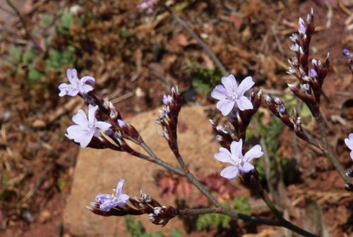 Representative image of Limonium artruchium