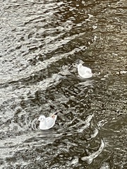 Chroicocephalus ridibundus