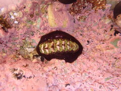 Onithochiton quercinus