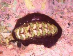 Onithochiton quercinus