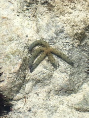 Linckia multifora