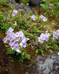 Veronica hookeriana