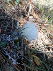 Leuzea conifera