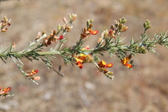 Jacksonia furcellata