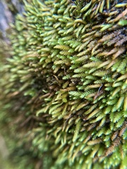 Pseudoleskeopsis imbricata