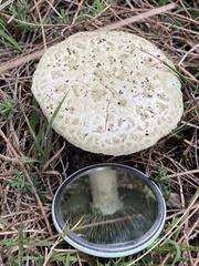 Amanita austroviridis