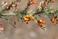 Jacksonia furcellata