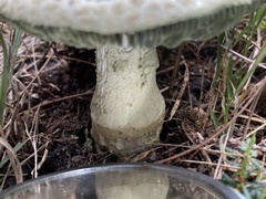 Amanita austroviridis