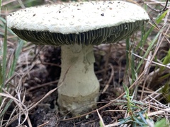 Amanita austroviridis
