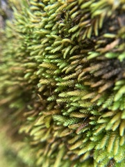 Pseudoleskeopsis imbricata