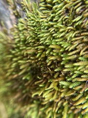 Pseudoleskeopsis imbricata