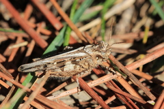 Acrotylus fischeri