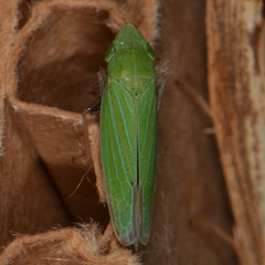 Draeculacephala robinsoni