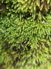 Pseudoleskeopsis imbricata