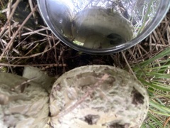 Amanita austroviridis
