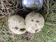 Amanita austroviridis