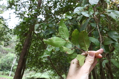 Backhousia leptopetala