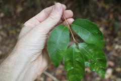 Backhousia leptopetala