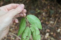 Backhousia leptopetala