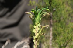 Anigozanthos viridis viridis