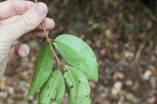 Image of Backhousia leptopetala by (c) Greg Tasney, some rights reserved (CC BY-SA)