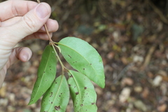 Backhousia leptopetala