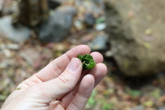 Backhousia leptopetala