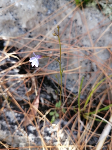 Image of Wimmerella arabidea by (c) Danie Palm, some rights reserved (CC BY)