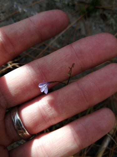 Image of Wimmerella arabidea by (c) Danie Palm, some rights reserved (CC BY)