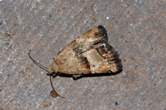 Pseudozarba opella