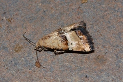 Pseudozarba opella