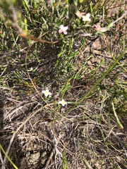 Lachnaea filicaulis