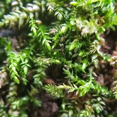 Scleropodium cespitans