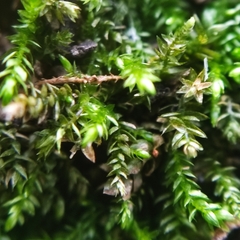 Scleropodium cespitans