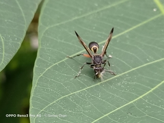 Polistes tenebris