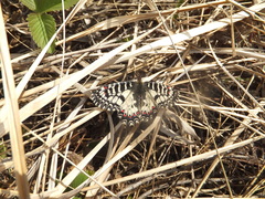 Zerynthia polyxena